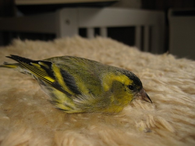 Zelendur